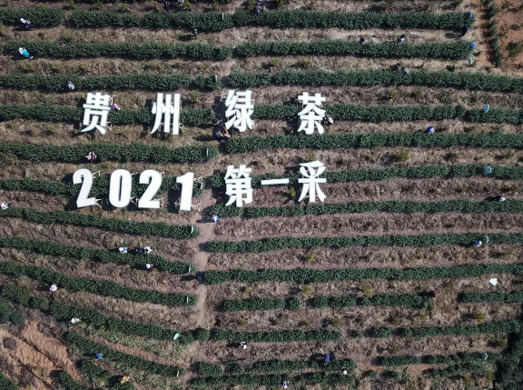 图为贵州绿茶2021年第一采现场。瞿宏伦 摄.png