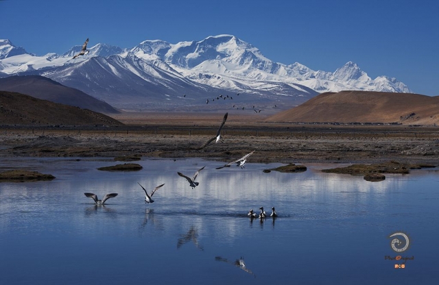 $vo['fname']|default='唐凤中作品：中国境内9座8000米以上山峰

海拔8463米，马卡鲁峰