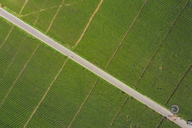 $vo['fname']|default='高空俯瞰翠绿的茶场