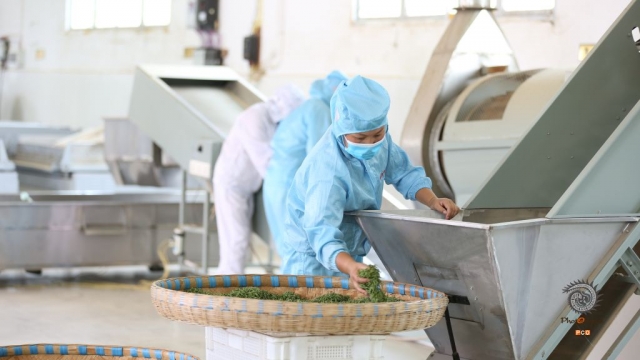 $vo['fname']|default='眼下正是秋茶的采摘时节，贵州省纳雍县13.6万亩秋茶进入了采摘高峰期，茶农们正忙着采摘秋茶来供应市场。纳雍秋茶由于品质极佳，味道香醇，受到众多朋友的青睐，当地茶农茶企们迎来双丰收。

大众组「 年华·优秀作品 」
拍摄时间：2021年8月8日
地       点：贵州省纳雍县故开乡彝岭苗山茶园基地
摄  影  师：谢健锋
电        话：15808574575