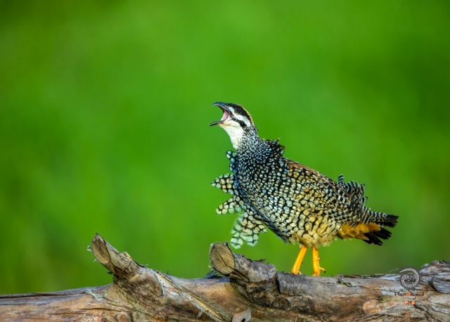 $vo['fname']|default='中华鹧鸪 赵钦摄（国家三有保护动物，又名金嘎嘎、石鸡，是中国南方的传统狩猎鸟，脚爪强健，善于在地上行走，虽不常飞行，但飞行速度很快。贵州境内常见。）