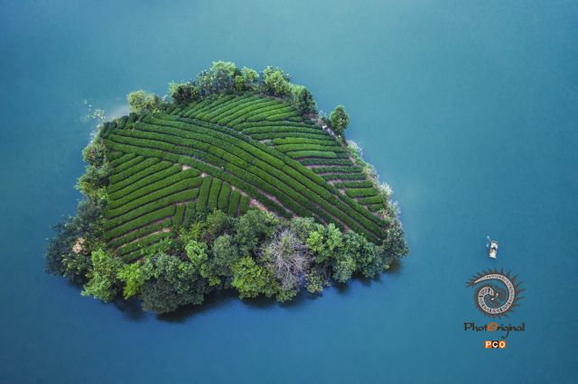 湖中央的茶园小岛