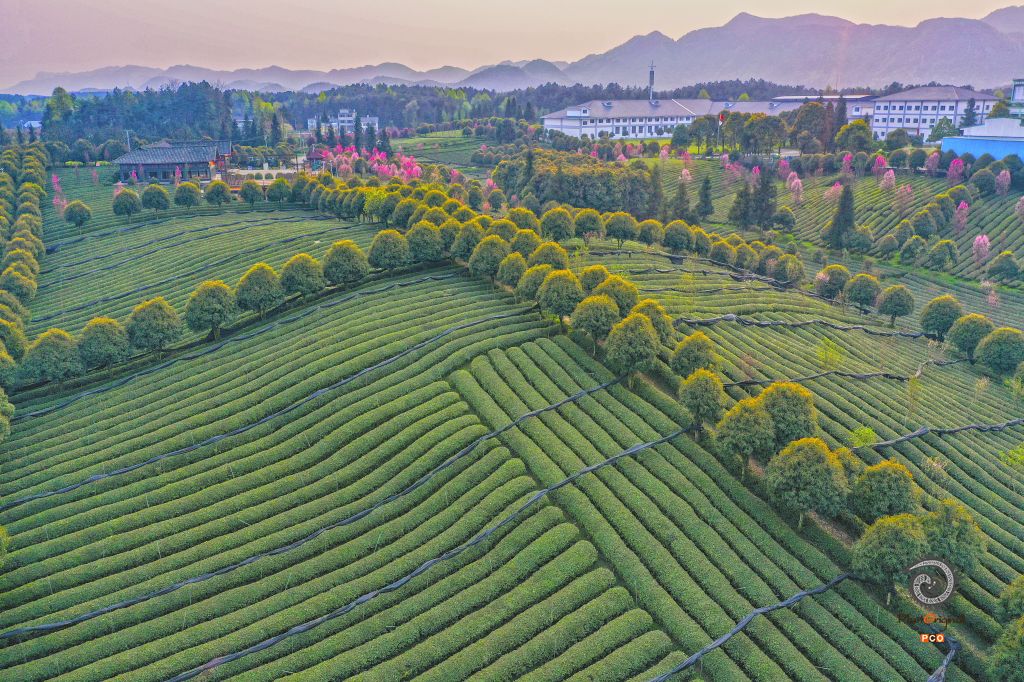 茶园春色（组图5幅）
