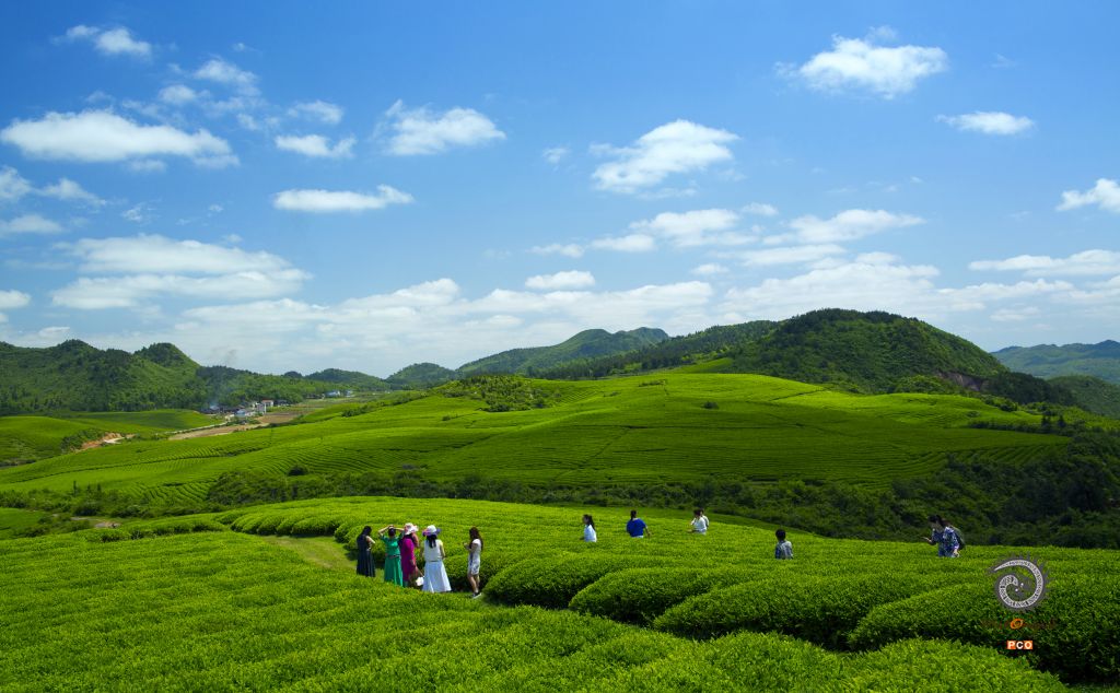 春游茶园