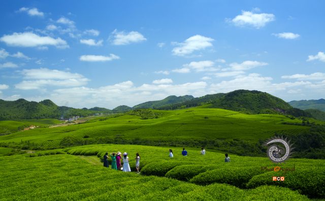 春游茶园