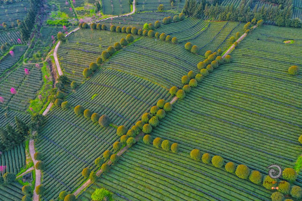 茶园春色（组图5幅）