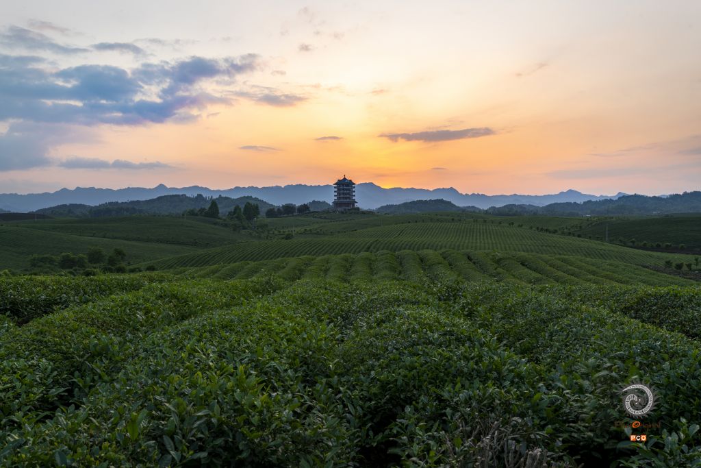 夕阳下的茶园