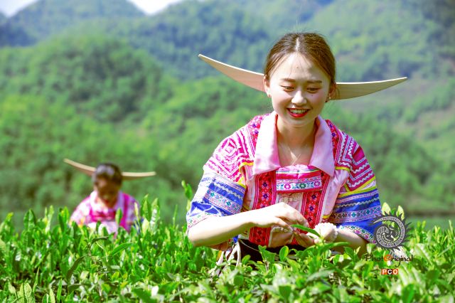 采茶妹
