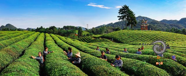 荔波甲良梅桃茶园
