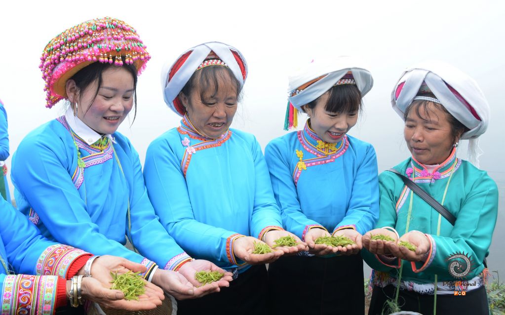 贵州普安：“白叶一号”感恩茶开采