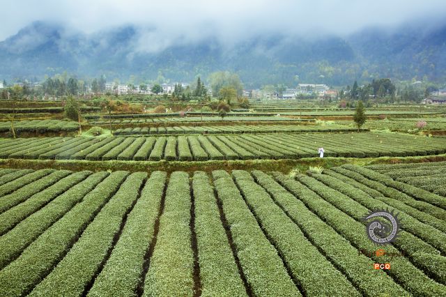 凤冈茶场