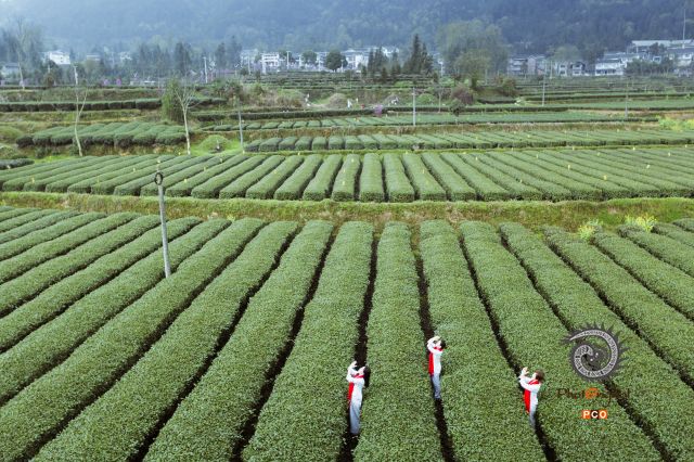 禅茶瑜伽