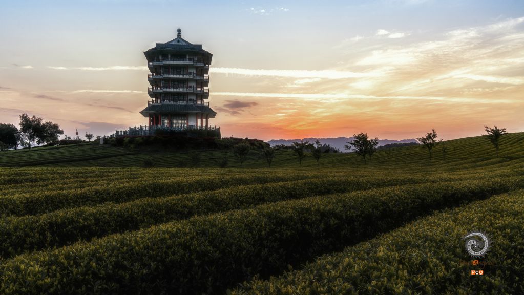 夕阳下的茶园