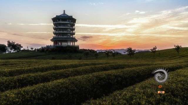 夕阳下的茶园