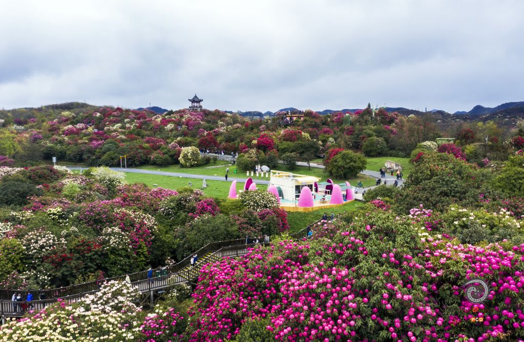花开成海