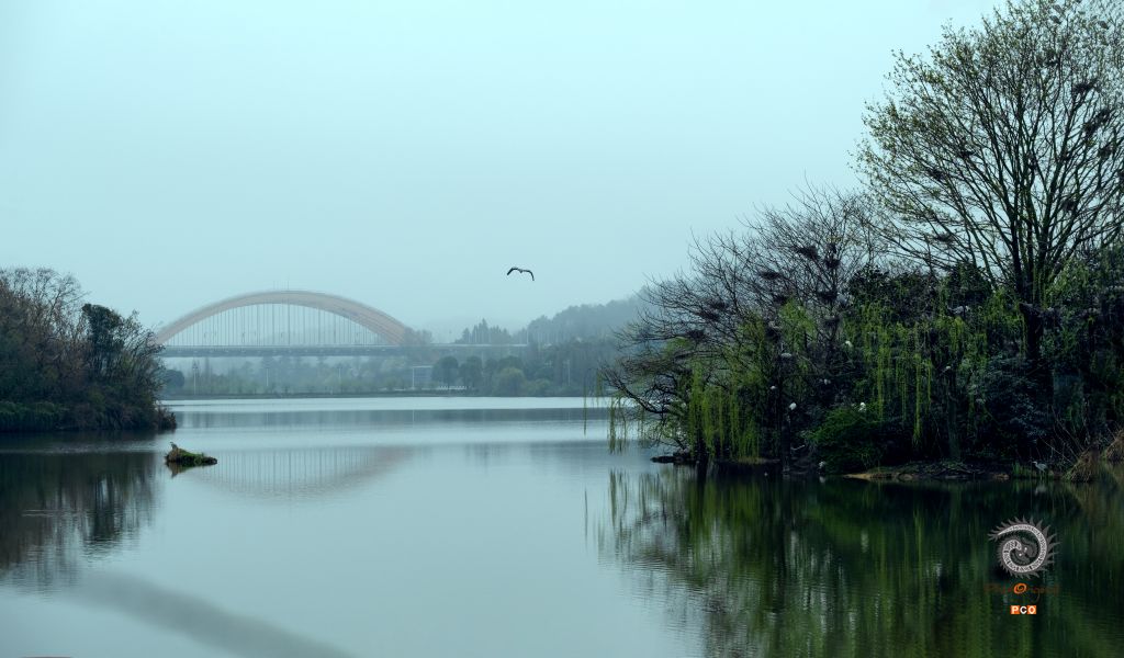 观山湖的鸟