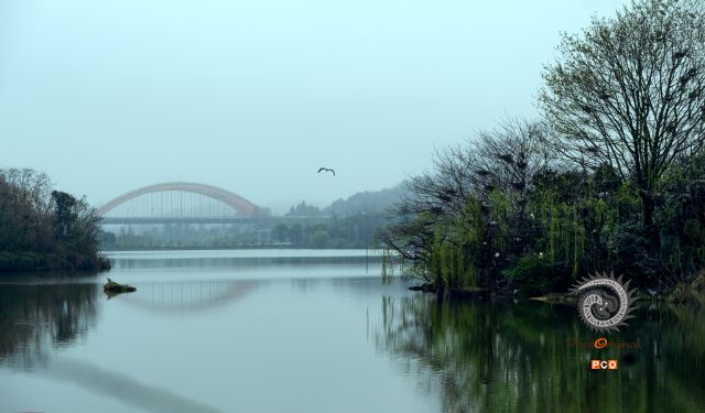 观山湖的鸟