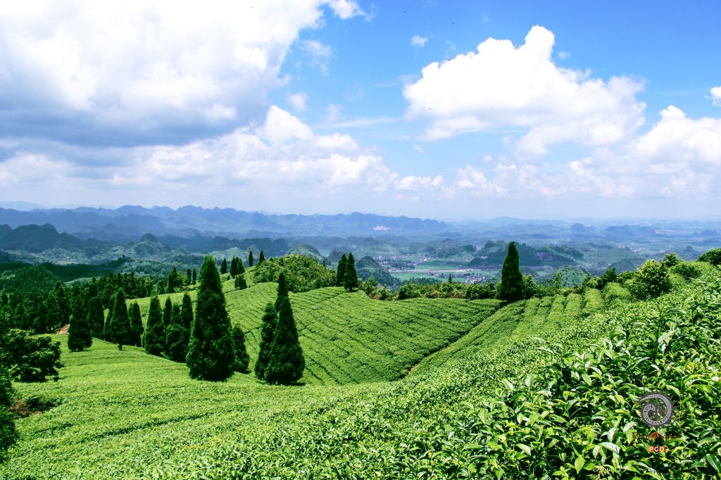 六枝特区大用茶场