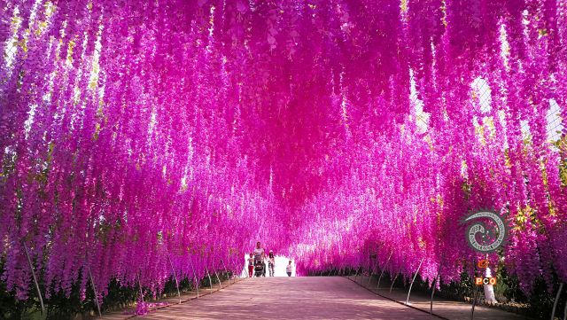 秀水花锦长廊