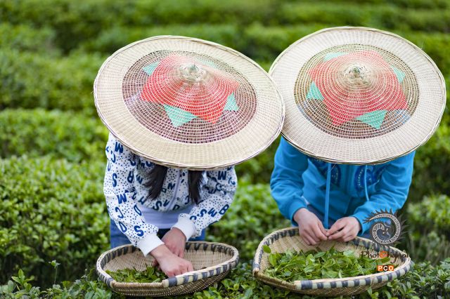 采茶姐妹