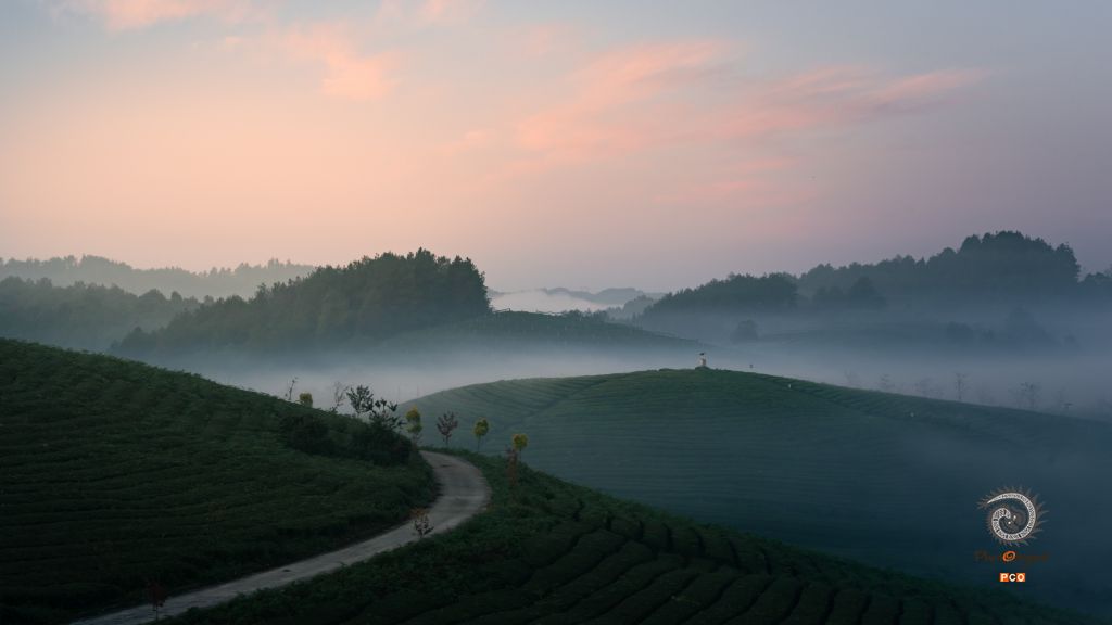 茶山晨雾