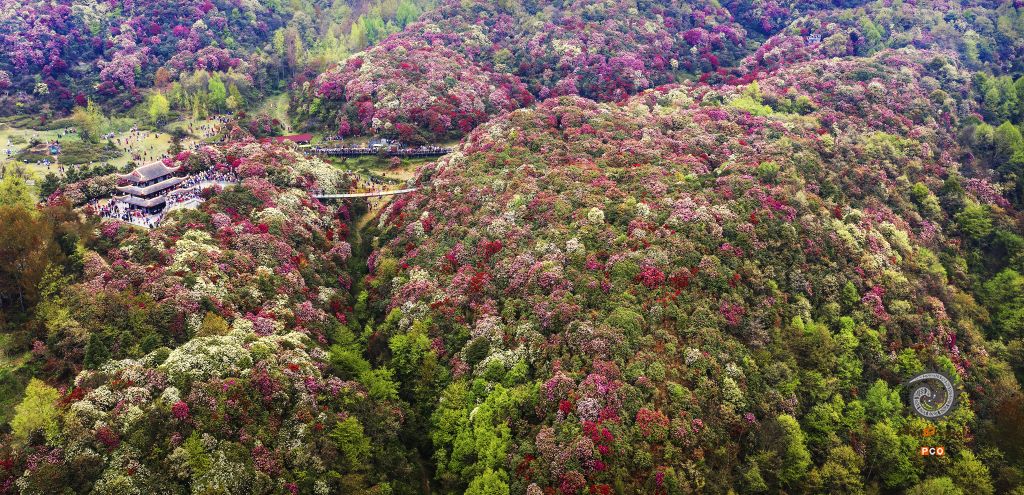春色满山谷