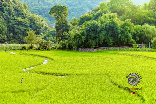 偏坡田园