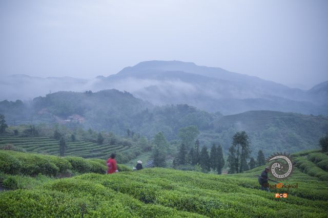 《茶场清晨》