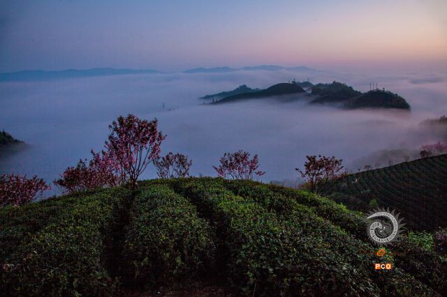 专业组   “专业类”  《霞沁茶园》