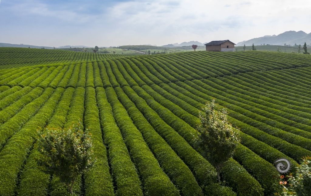 十里茶香          点与线          采茶