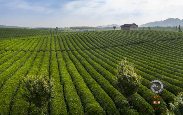 十里茶香          点与线          采茶