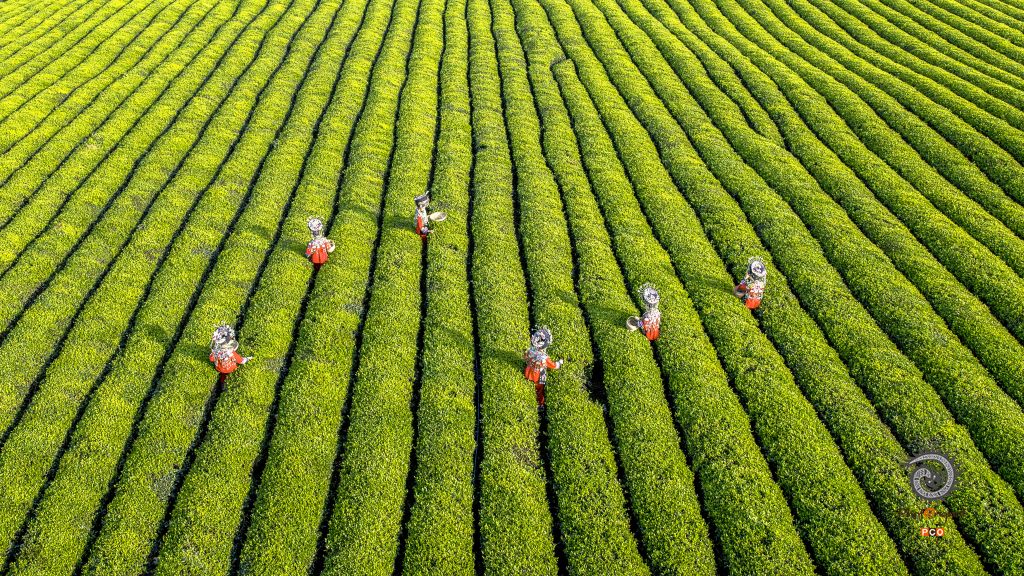 美丽的苗王城茶山