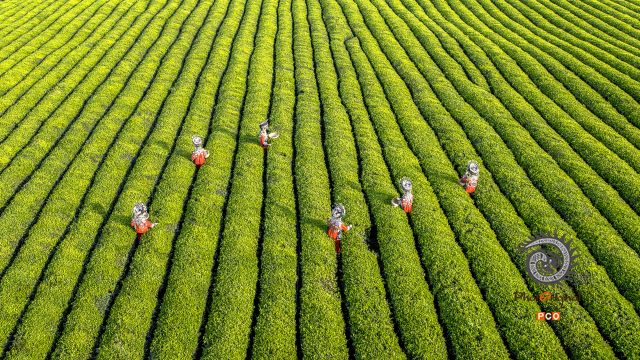 美丽的苗王城茶山