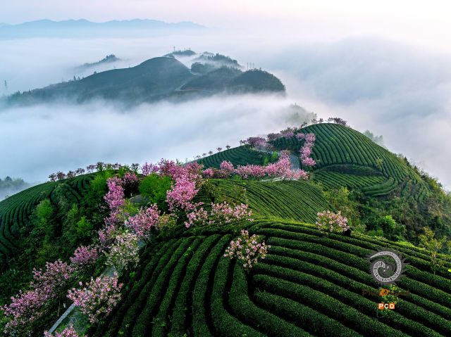 专业组   “航拍类”  《茶园春色》组照