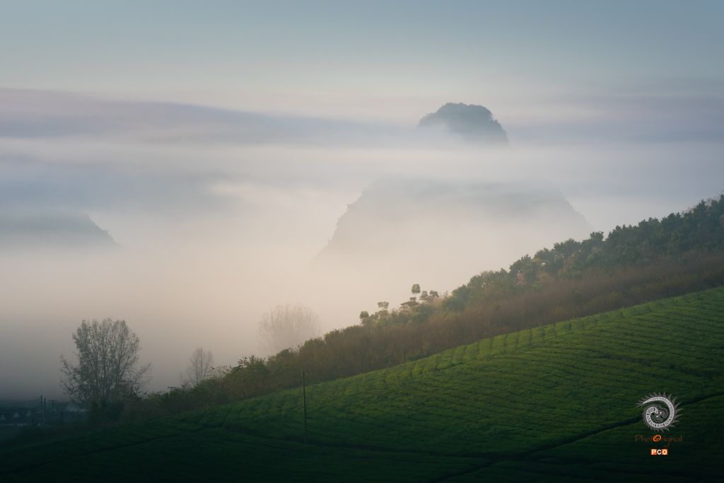 茶山晨雾