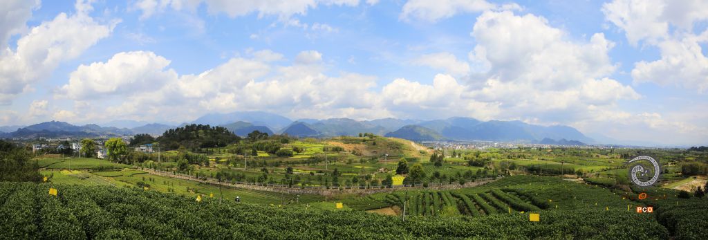 松阳茶场