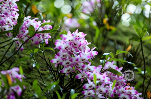 荒石开花富农家