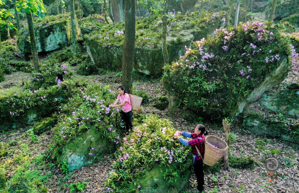 荒石开花富农家