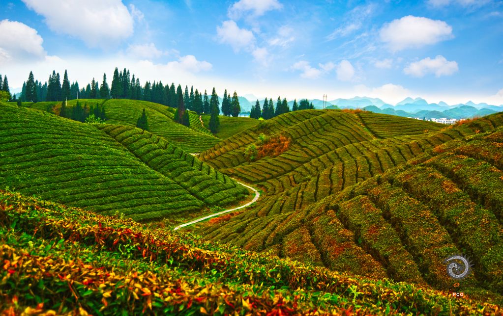贵山贵茶迎贵人