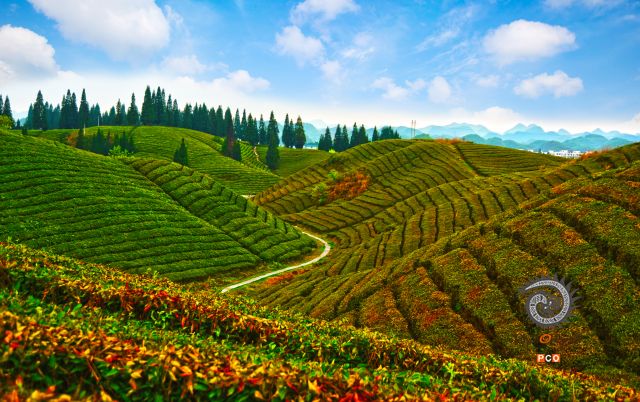 贵山贵茶迎贵人
