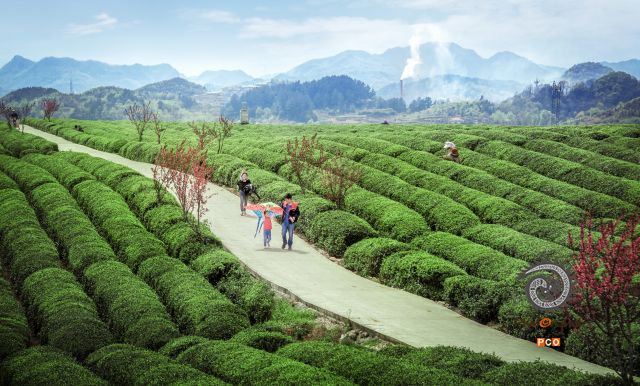 春游茶场