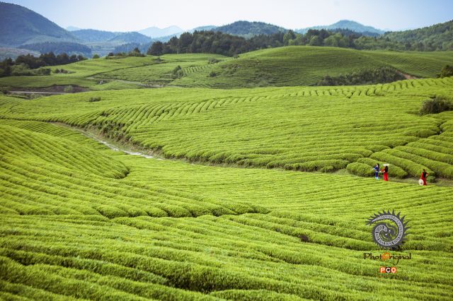 石阡苔茶