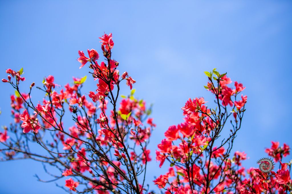 等到山顶红了