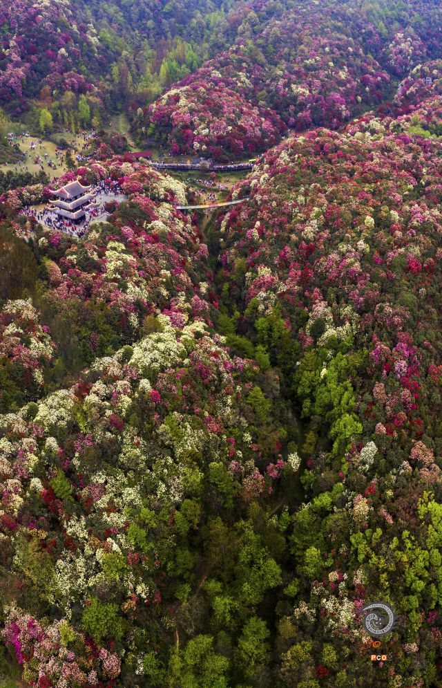 百里杜鹃香百里