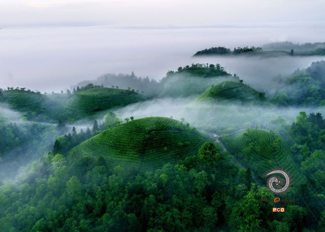 专业组   “专业类”  《生态茶园》