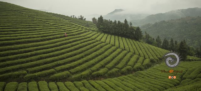 《茶韵》