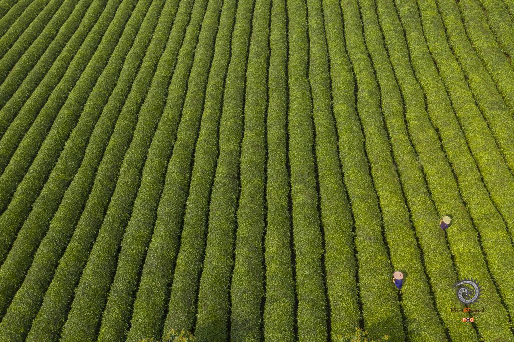 十里茶香          点与线          采茶