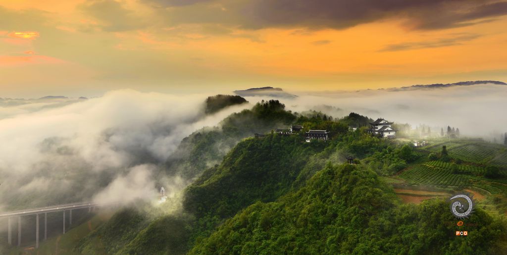 生态茶园