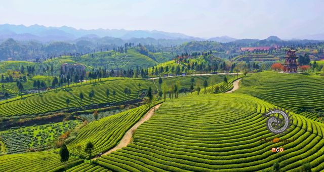 知青茶山春意浓