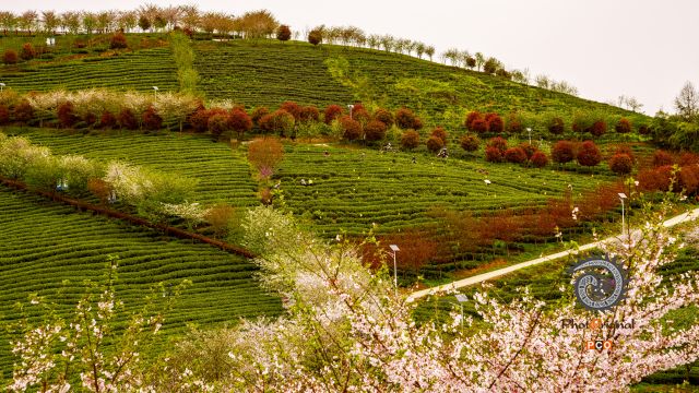 余庆二龙茶场